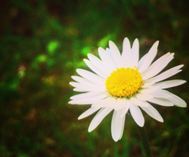Photo of a daisy